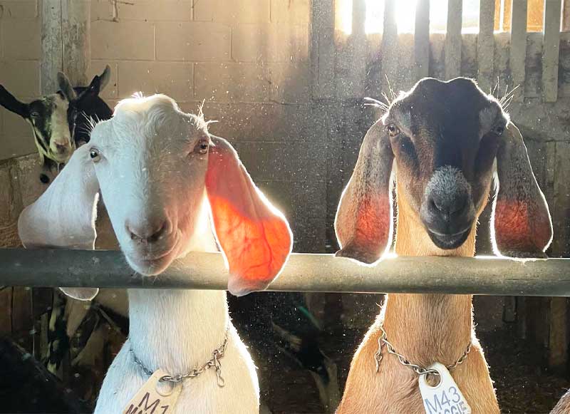 Goat Rodeo Farm & Dairy Brings Home Gold in 2022 World Championship Cheese Contest